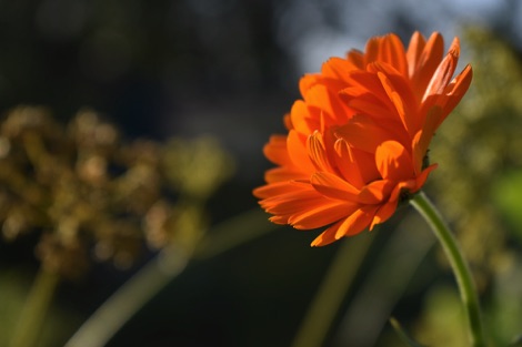 Tivoli Park Kristianstad flower